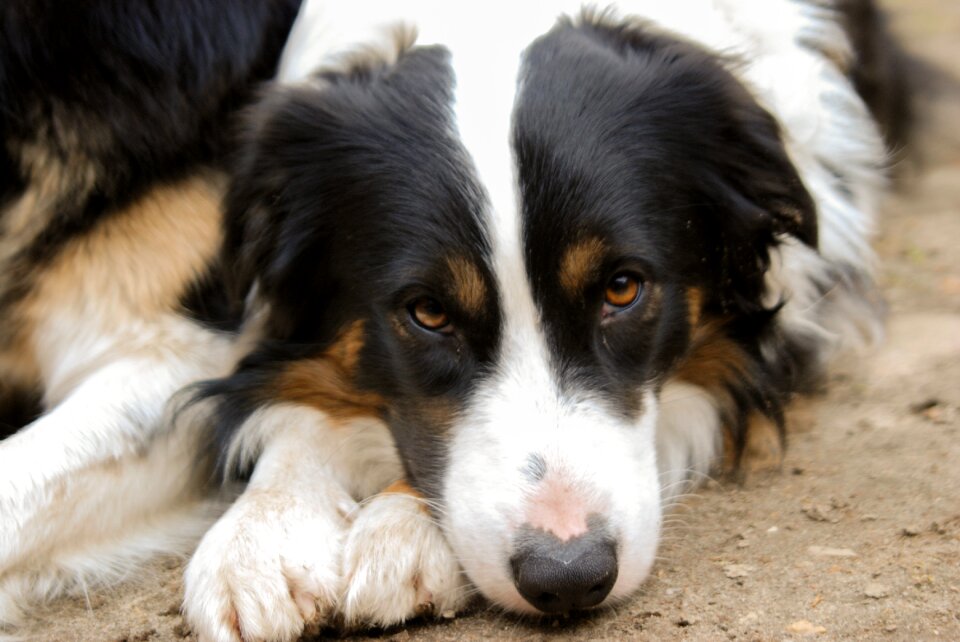 Mammal cute collie photo