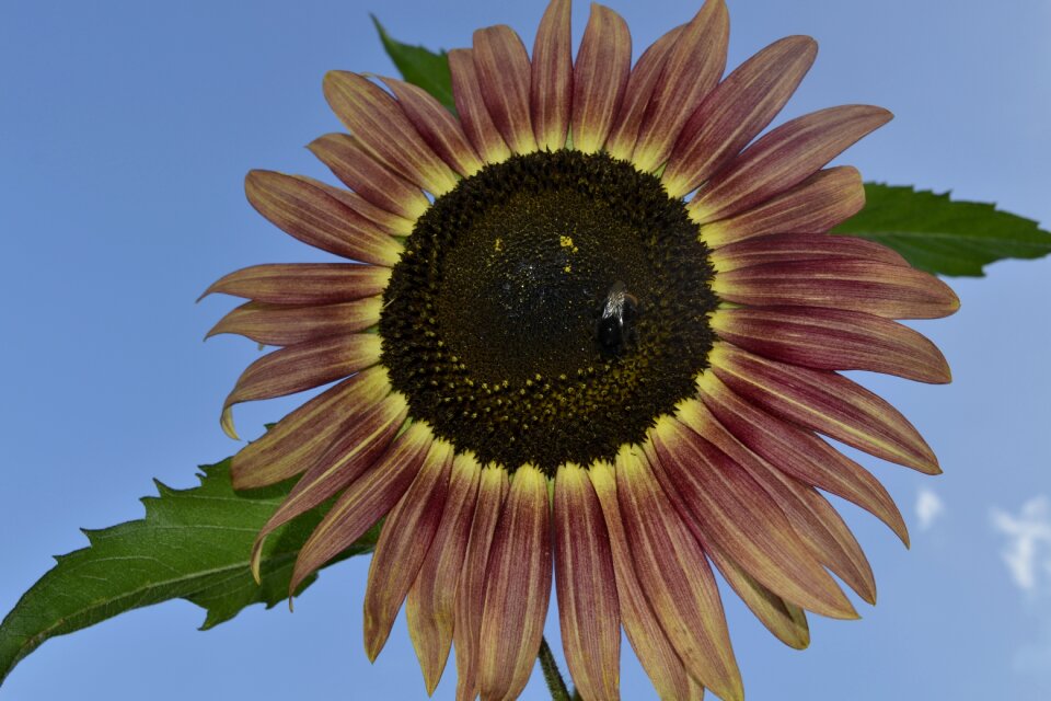 Summer garden floral