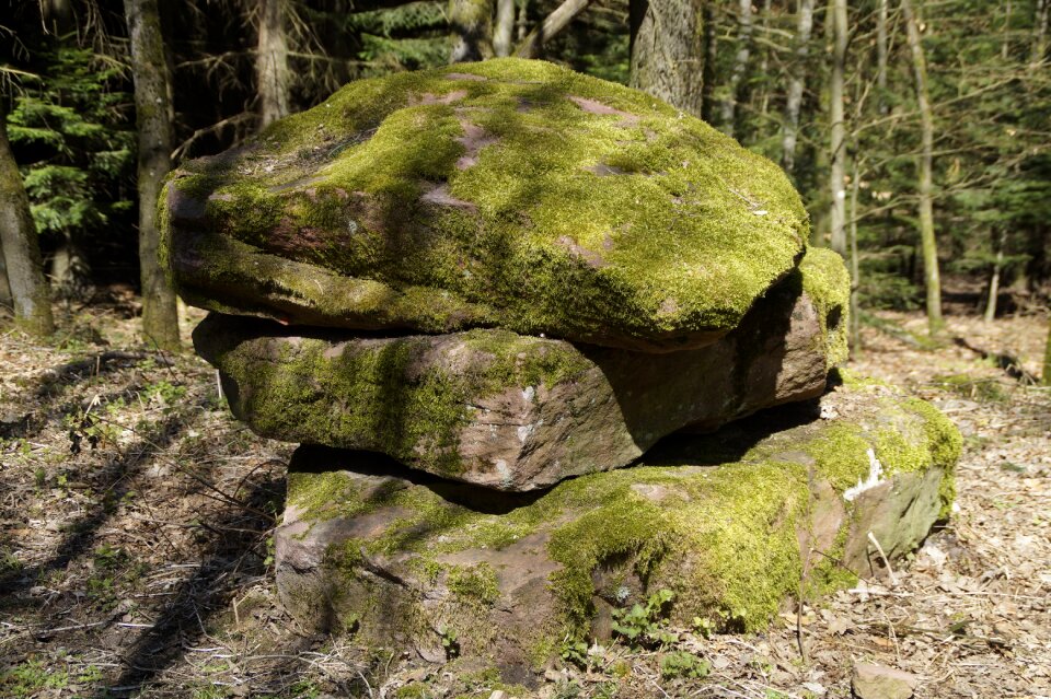 Stone moss landscape