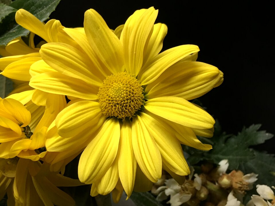 Yellow petals nature