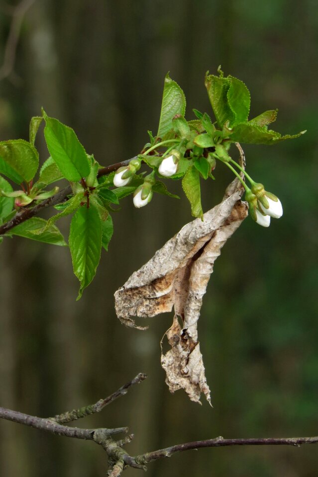 Plant nature spring