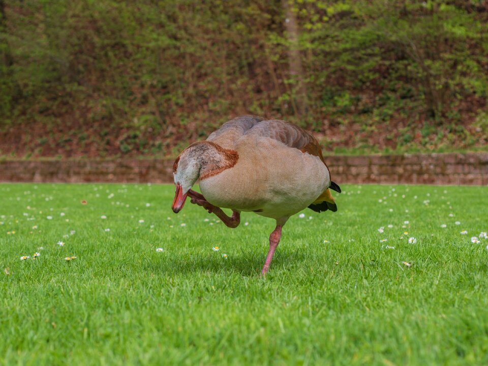Duck water bird Free photos