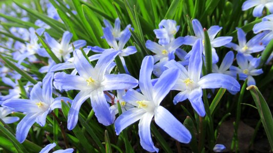 Flora garden blossom