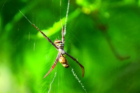 Outdoors spider