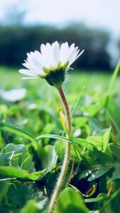 Close up leaf daisy photo