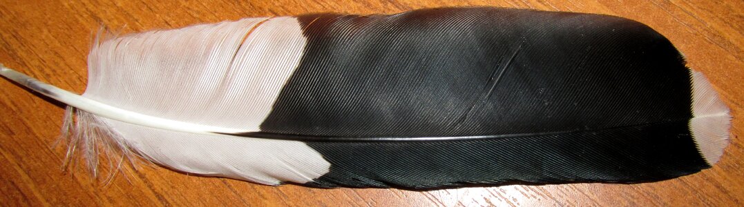 Plumage flight nature