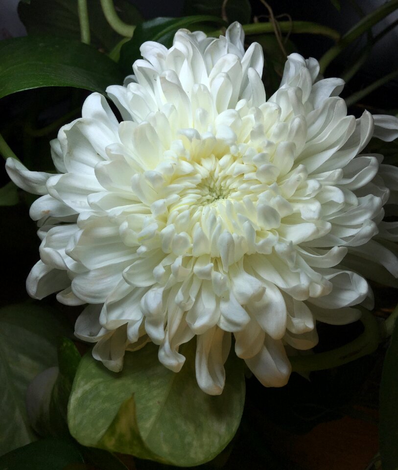 White petals nature