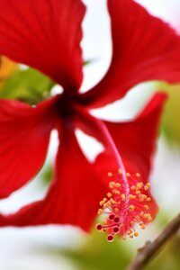 Leaf summer hibiscus photo