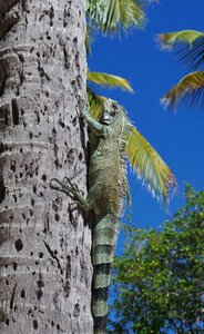 Reptile animals nature