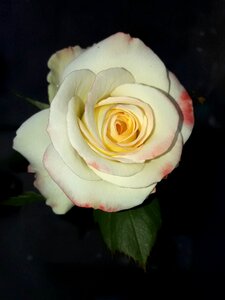 Floral blooming