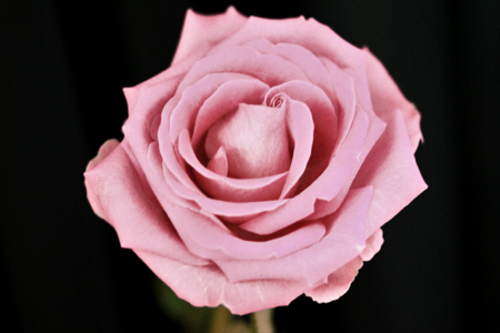 Love flower sheet