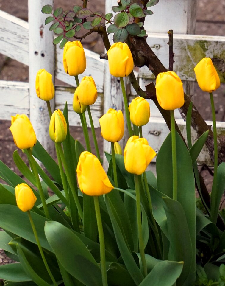 Flower nature plant