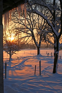 Winter trees sun photo