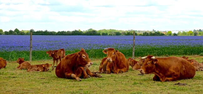 Lawn livestock limousine
