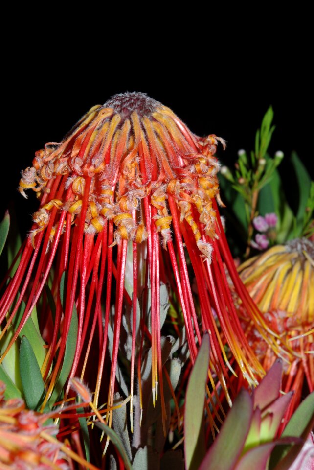 Color garden tropical