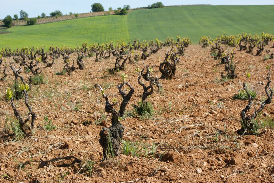 Wine centenarian cigales