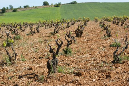 Wine centenarian cigales photo