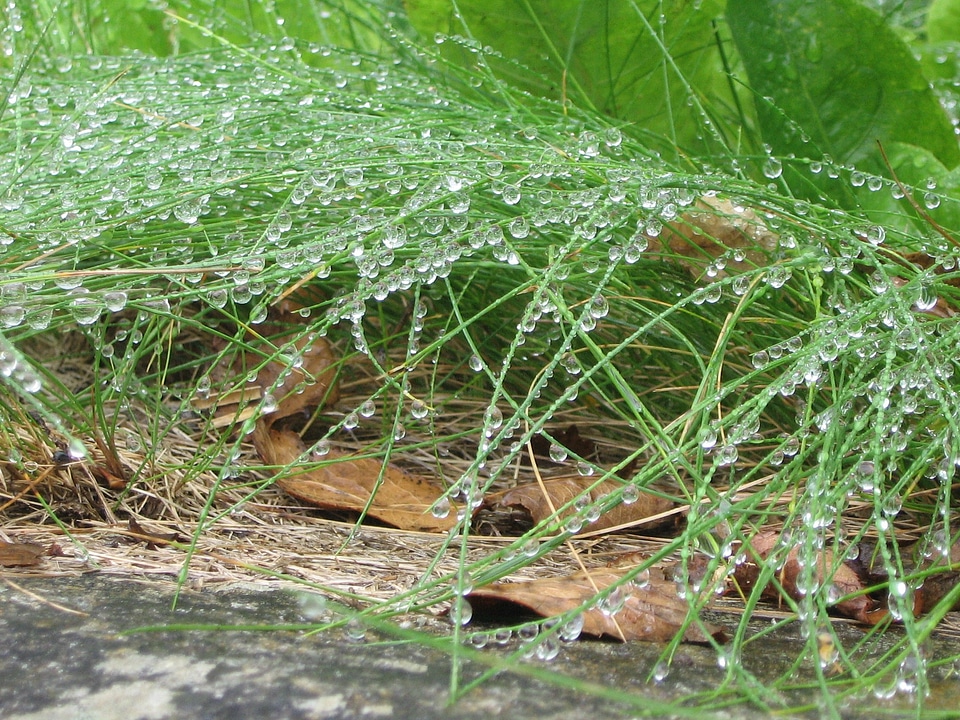 Grass nature meadow