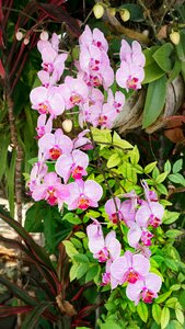Pink red flora