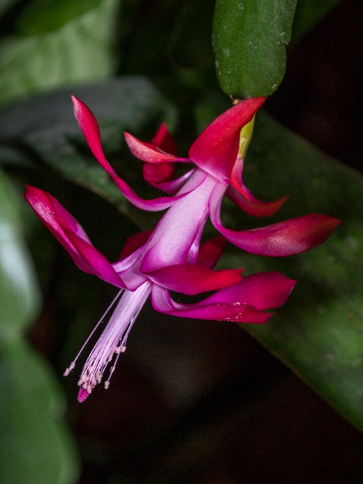 Plant flowering cactus