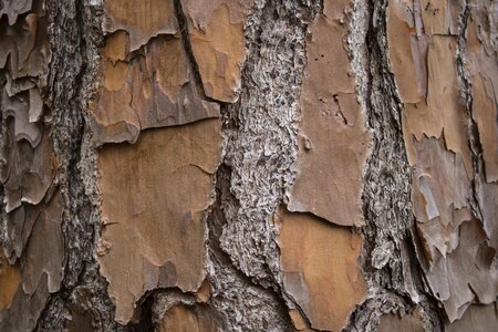 Tree desktop nature