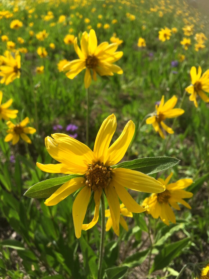 Flora field wildflower