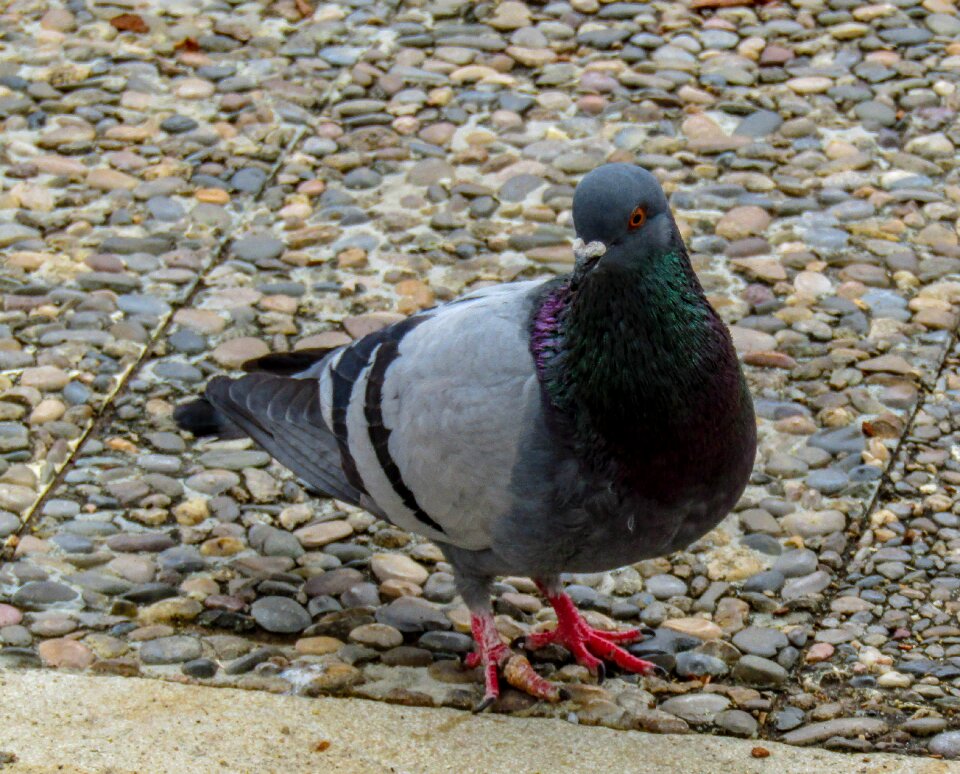 Animalia pen outdoors