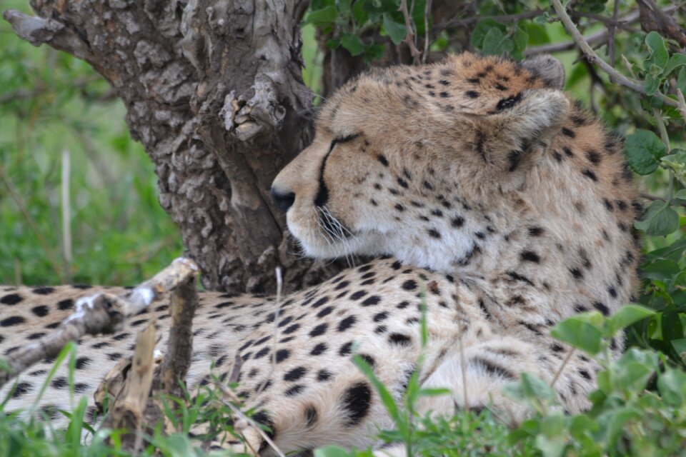 Wild animal carnivore