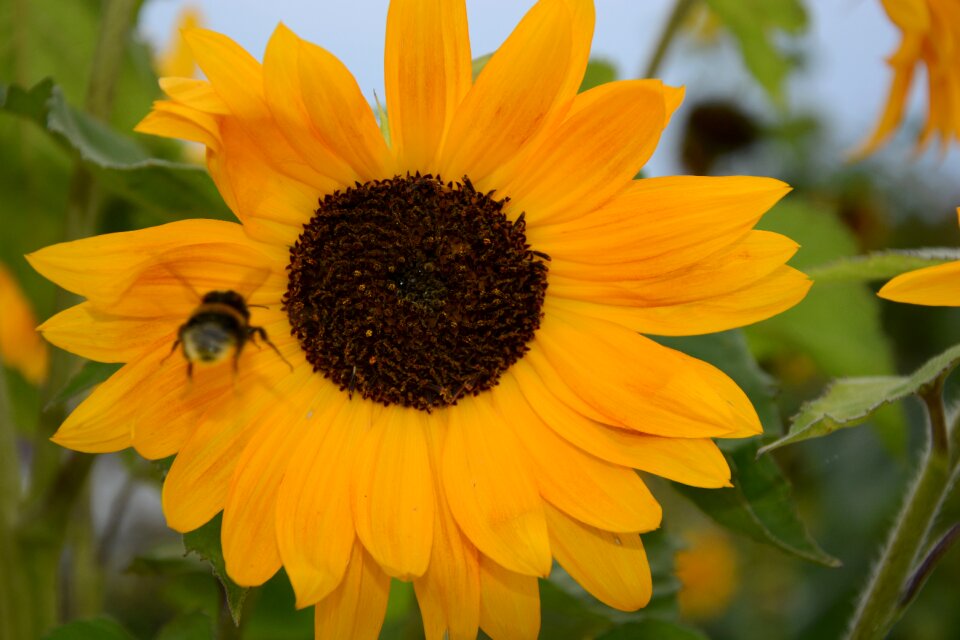 Summer garden sunflower