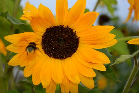 Summer garden sunflower photo