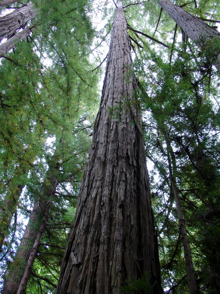Nature tree large