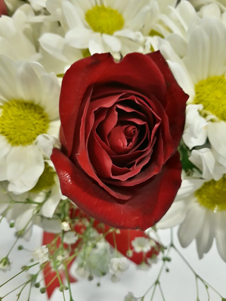 Flower bouquet rose