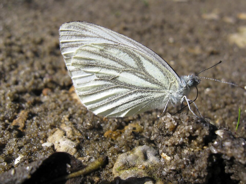 Wing bespozvonochnoe living nature