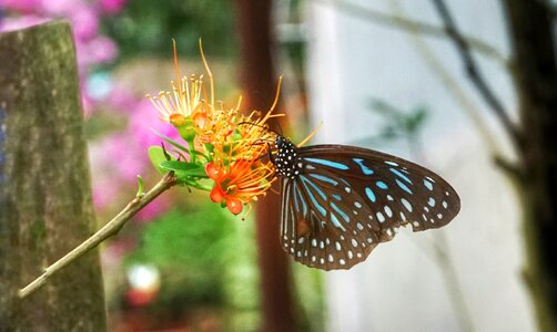 Flower nature insect
