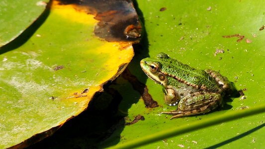 Animals amphibians frog
