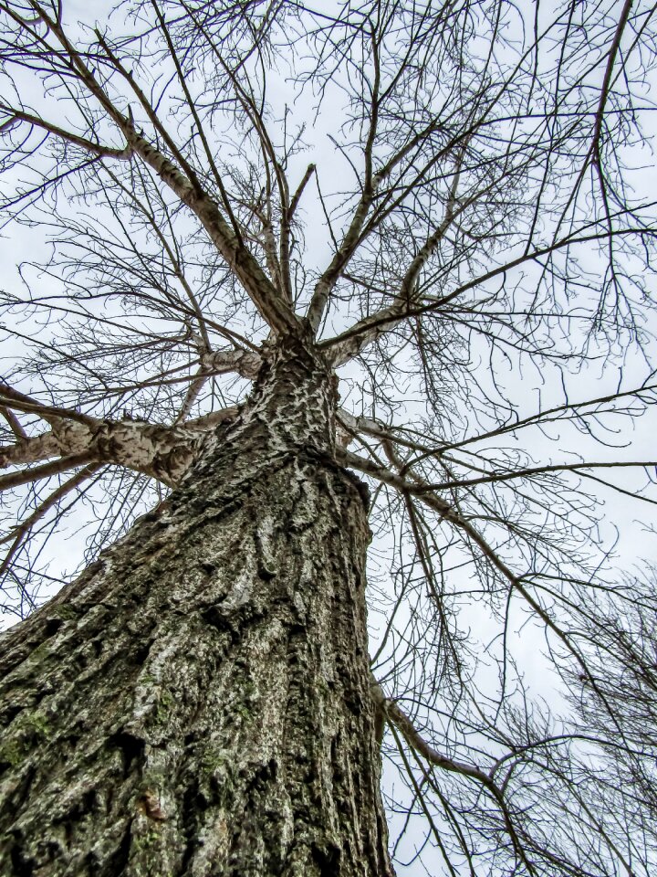 Winter bark nature