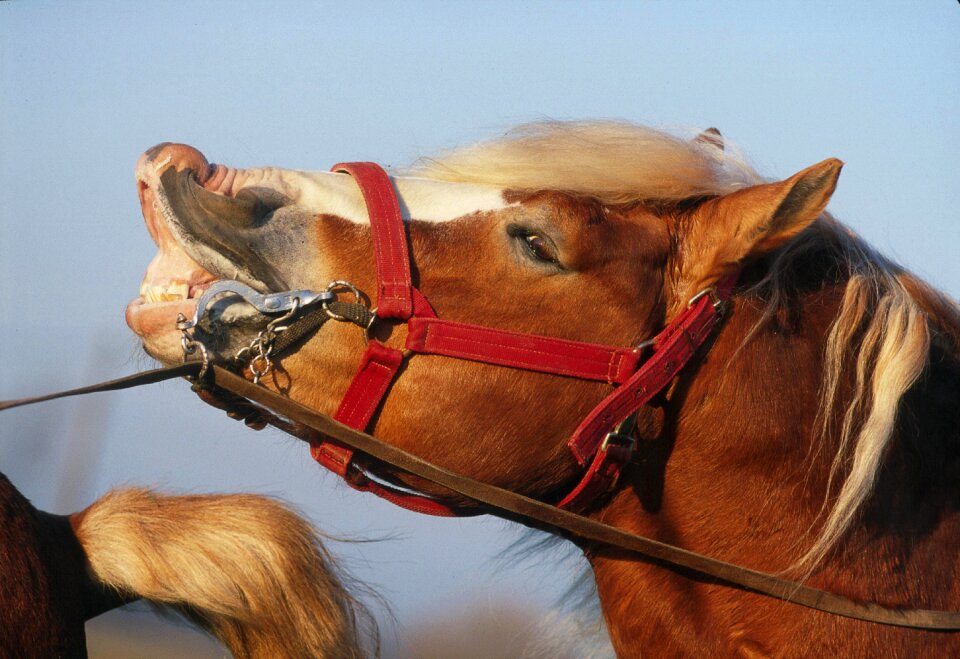 Mammal animal cavalry