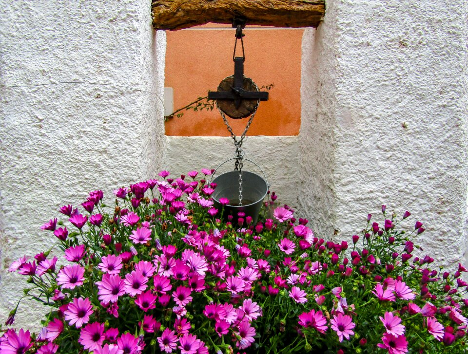 Plant summer outdoors