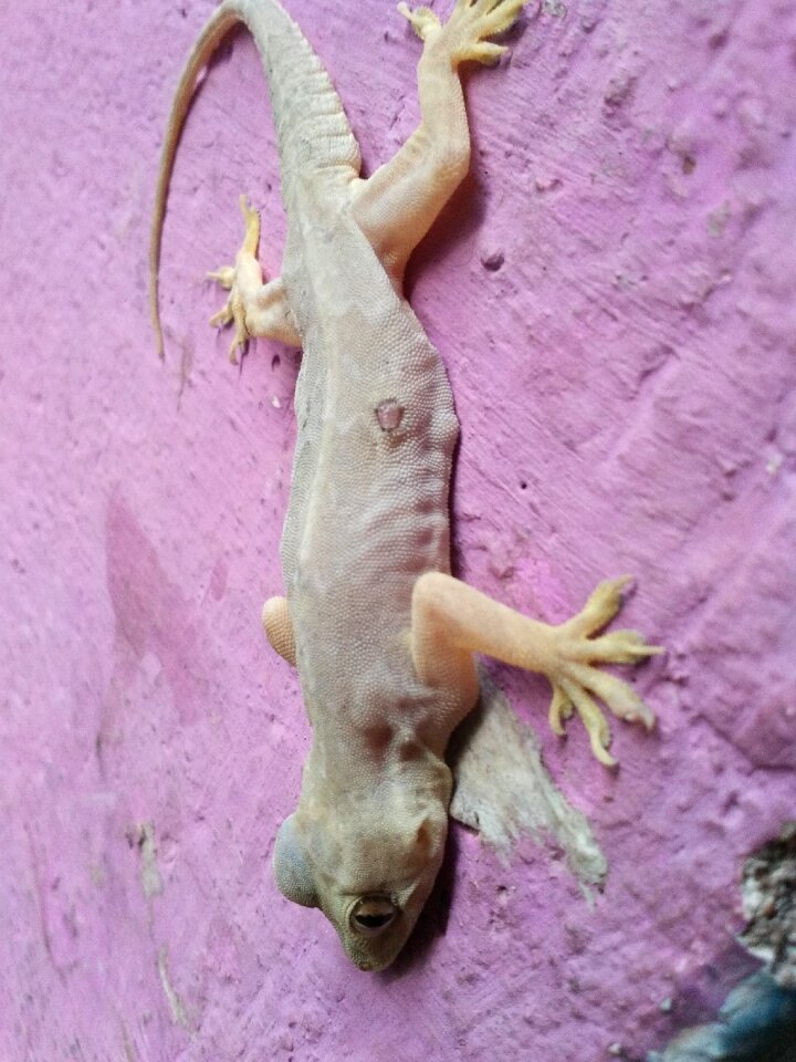 Animal wildlife pink animals