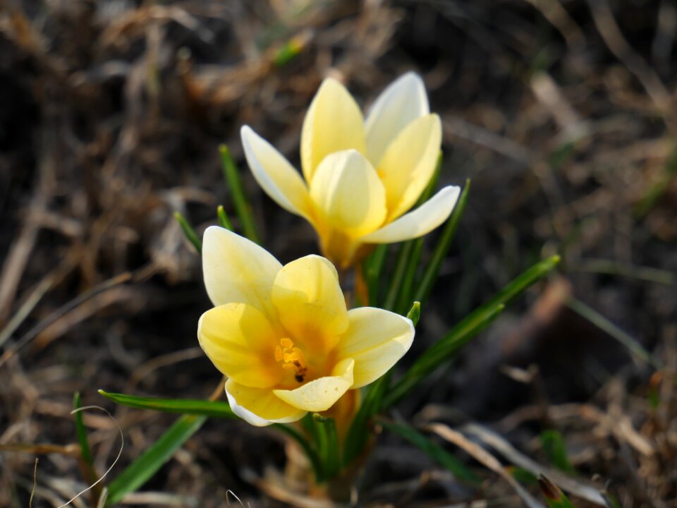 Beautiful macro crocus