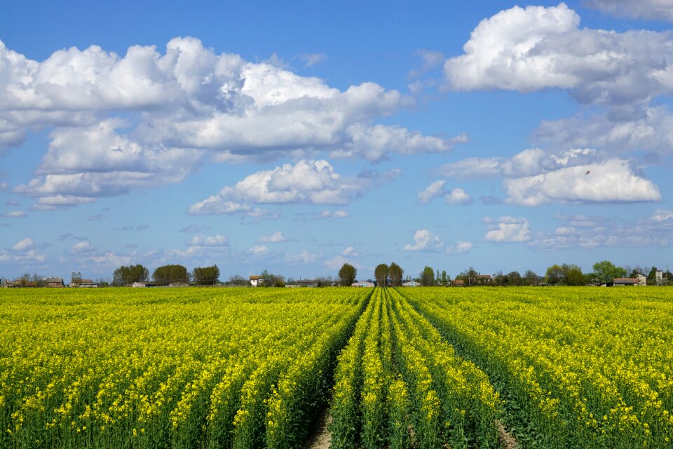 Landscape farm nature