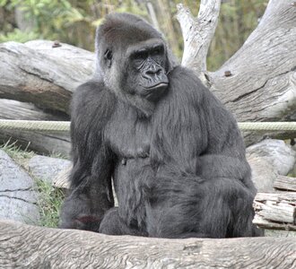 Gorilla mammal zoo