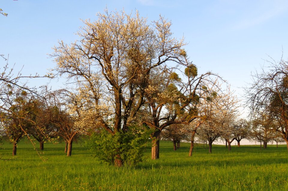 Tree landscape nature