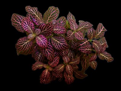 Desktop flora colorful