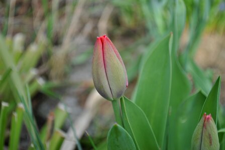 Leaf summer tulip photo