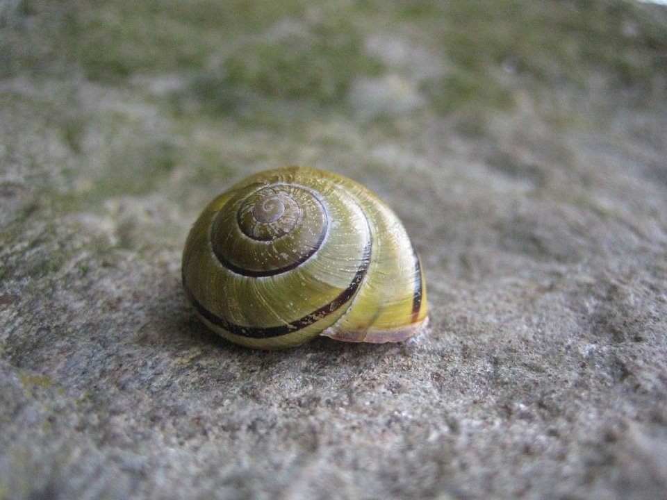 Nature animal slowly