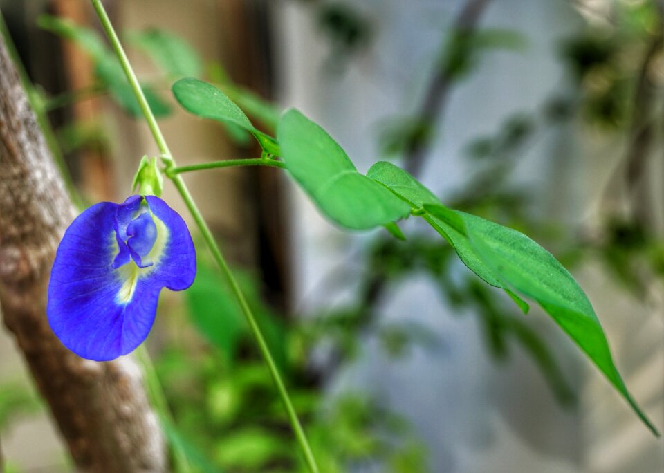 Edible tea flower