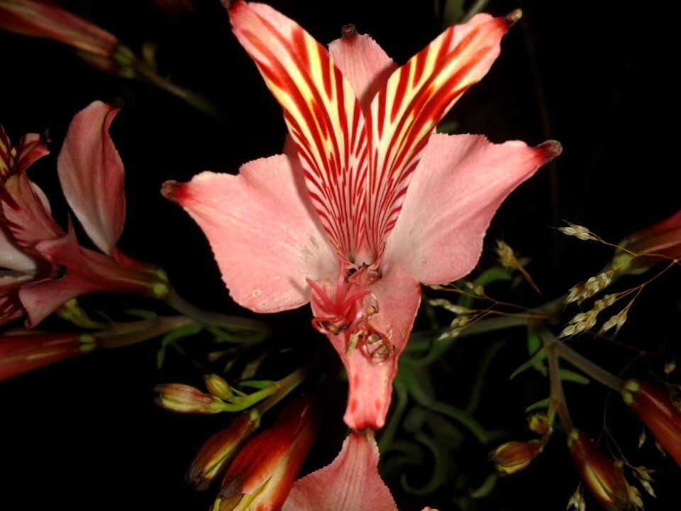 Nature plant nice