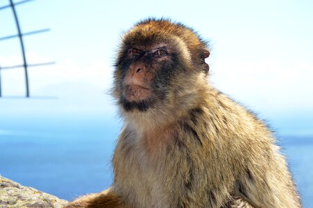 Barbary ape monkey rock gibraltar