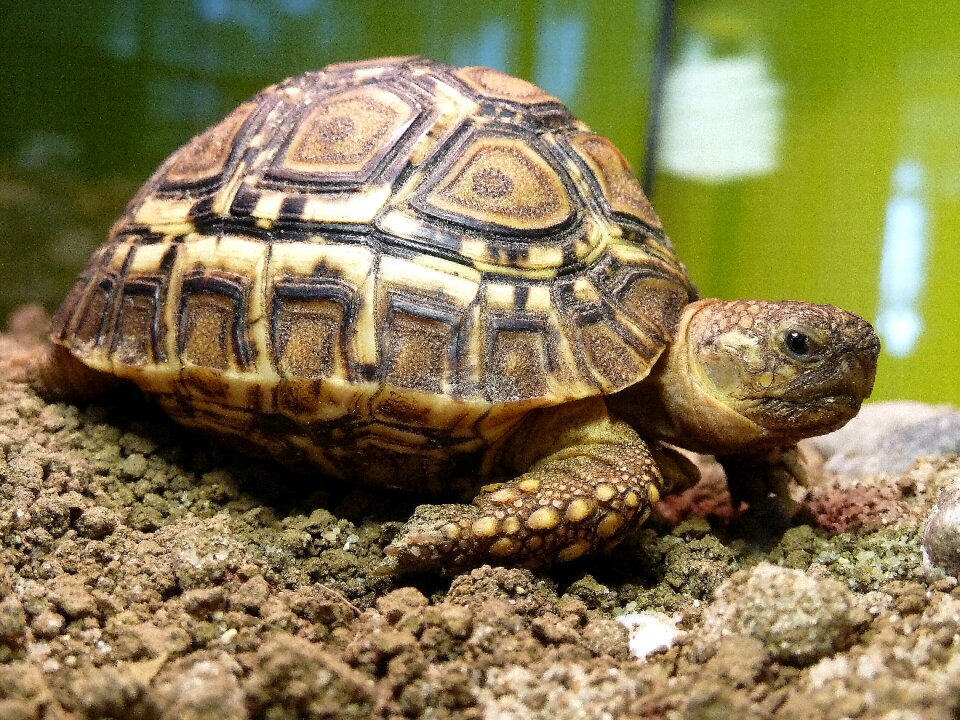 Africa geochelone pardalis leopard tortoise